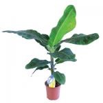 Plante decorative de plante decorative, plante domestice