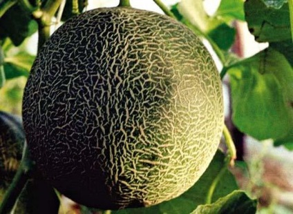 Melon Galileus descrierea și caracterizarea soiului