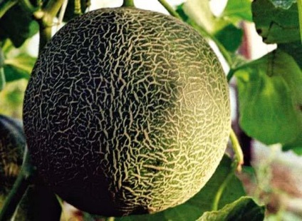 Descrierea și caracteristicile soiului pepene galben (varietăți) Melon Galileus descrierea și caracterizarea soiului