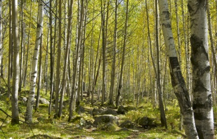 Un tur de vizitare a vechilor obiective turistice din Angasolka, o hartă a plimbării, cum să ajungi acolo