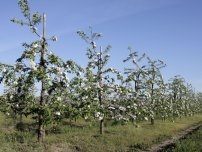 În cazul în care fructele unei pere au crăpat ..., un grădinar (gospodărie)