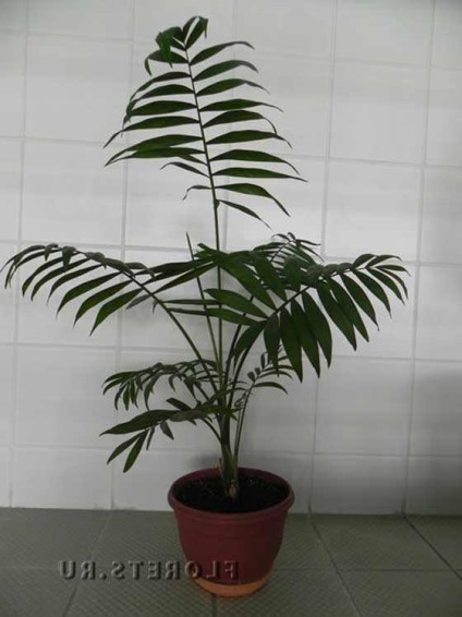 Fotografia unei fotografii hovei a unui palmier