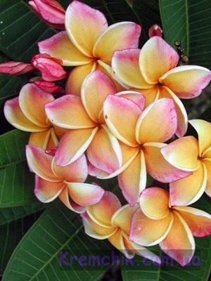 Frangipani - parfumul inspirării, senzualității și seducției