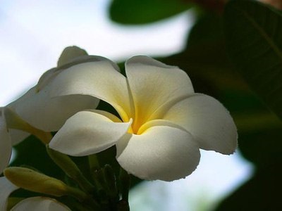 Frangipani - parfumul inspirării, senzualității și seducției