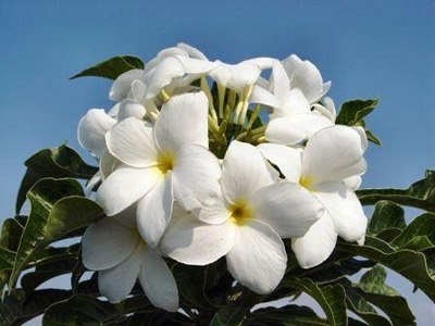 Frangipani - parfumul inspirării, senzualității și seducției