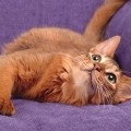 Hyperstasy (rulare pe piele ondulată) la pisici