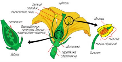 Ipoteze de origine a florii