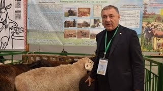 Hissar rasă de ovine și berbeci miei de miere