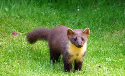 Voice of the forest marten mp3 voce asculta lemn marten (martes martes) descarca online vot gratuit