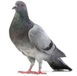 Dove - proprietăți utile și periculoase ale unui porumbel