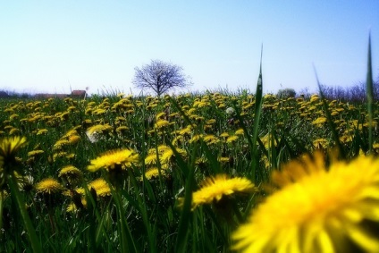 Homeopatie taraxacum (taraxacum) indicații de utilizare