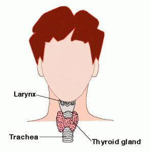Funcția și structura laringelui