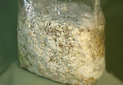 Mycelium miceliu