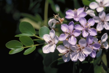 Guaiacum officinale (guaiacum) - magazin online - adeniu acasă de la semințe la plante