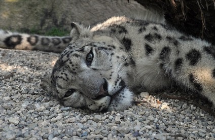 Irbis, leopard de zăpadă