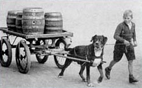 Istoria lui Rottweiler