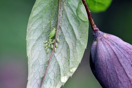 Iulie - Lucrări pe paturi de flori, tăierea perenilor decolorați, fertilizare, mulcirea paturilor de flori