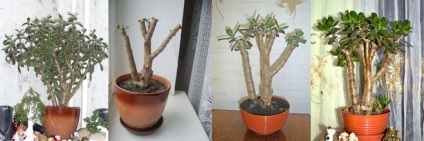 Din ce plante de interior se poate dezvolta un bonsai