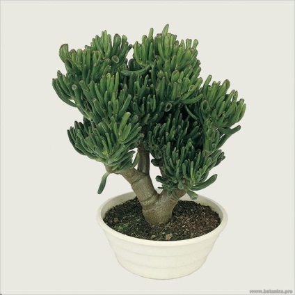 Din ce plante de interior se poate dezvolta un bonsai