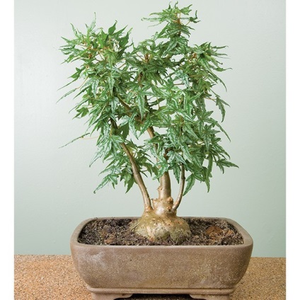 Din ce plante de interior se poate dezvolta un bonsai