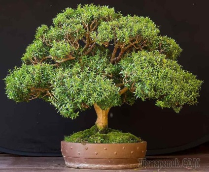 Din ce plante de interior se poate dezvolta un bonsai