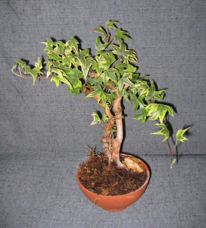 Din ce plante de interior se poate dezvolta un bonsai