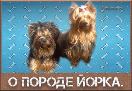 Yorkshire Terrier despre rasa, argumente pro și contra, descriere