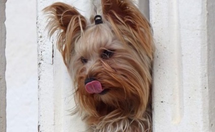 Yorkshire Terrier - informații utile!