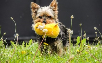 Yorkshire Terrier - informații utile!