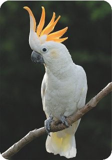 Cockatoo papagali de conținut, fotografie, reproducere, hrănire, cocteil galben-flecked