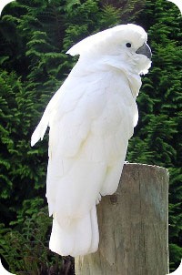 Cockatoo papagali de conținut, fotografie, reproducere, hrănire, cocteil galben-flecked