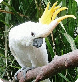 Kakadu papagájok tartalom, fotó, tenyésztés, táplálás, zheltohohly kakadu