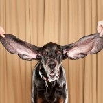 Cum să curețe urechile unui câine, răsăritul soarelui de nord