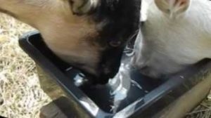 Cum să laptezi o capră