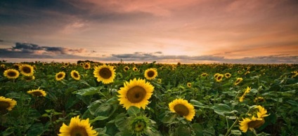 Cum să fotografiați un peisaj, o școală de fotografie de către vorobyev