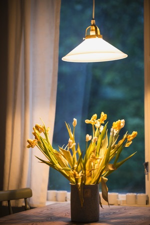 Melyik lámpa szobanövények jobb - nő s nap