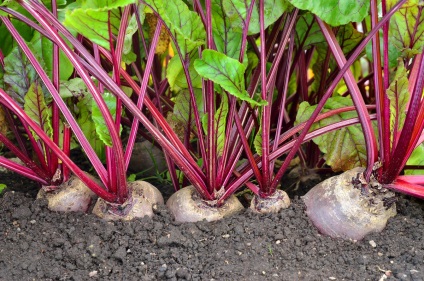 Ce legume pot fi cultivate la umbra