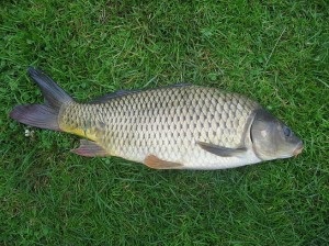 Hogyan táplálja a ponty tavaszán az év 