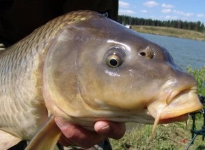 Hogyan táplálja a ponty tavaszán az év 