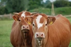 Cum se tratează o vacă dacă are inflamație a stomacului și a intestinelor