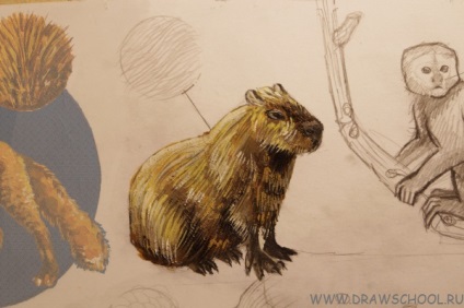 Hogyan kell felhívni a capybara (az árnyék) Hogyan kell felhívni a Capybara