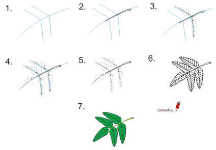 Cum de a desena frunze în creion în etape