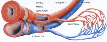 Как да намерите пулс