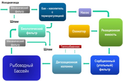 Cum de a deschide o afacere de creștere a peștelui un plan detaliat de calcule, idei de afaceri la domiciliu