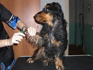 Cum să taie ghearele unui câine, să taie corect ghearele, un blog despre câini