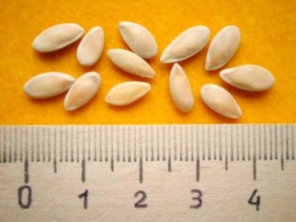 Cum să obțineți semințe de castravete
