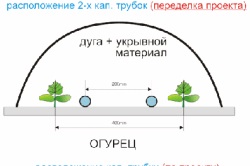 Cum să obțineți semințe de castravete