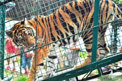 Cum să ajuți la salvarea tigrilor care sunt pe cale de dispariție în India