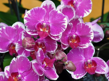 Cum să înțelegeți că este timpul să transplantați orhida phalaenopsis