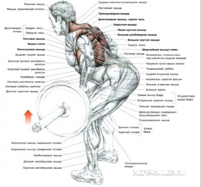 Cum să faceți leagăn în mod corespunzător acasă - tipuri de exerciții